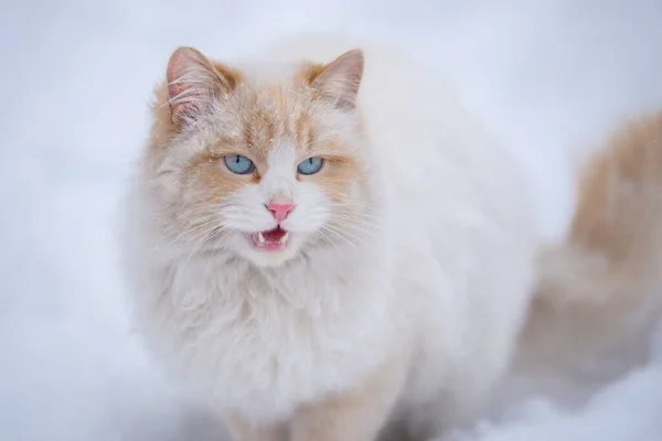 Een Witte Pluizige Kat Met Blauwe Ogen Meeuwt Sneeuw Het — Stockfoto