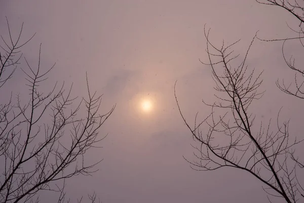 Silhouetten Van Boomtakken Tegen Een Bewolkte Besneeuwde Hemel Met Een — Stockfoto