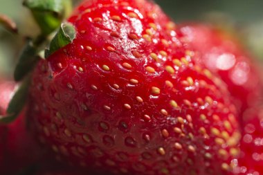 Kırmızı çilekli yakın plan. Sağlıklı meyve ve dut kavramı