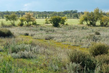 Yeşil çayır ve çalıların manzarası. Güneşli, sıcak bir gün. Doğa kavramı.