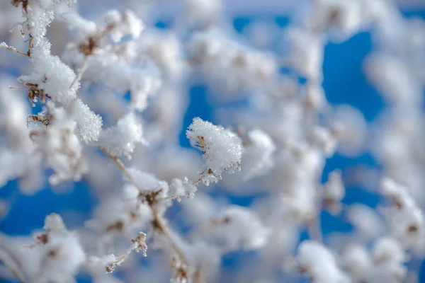Κλαδιά Νιφάδες Χιονιού Κοντά Μπλε Φόντο Θολή Φόντο Νιφάδων Χιονιού — Φωτογραφία Αρχείου