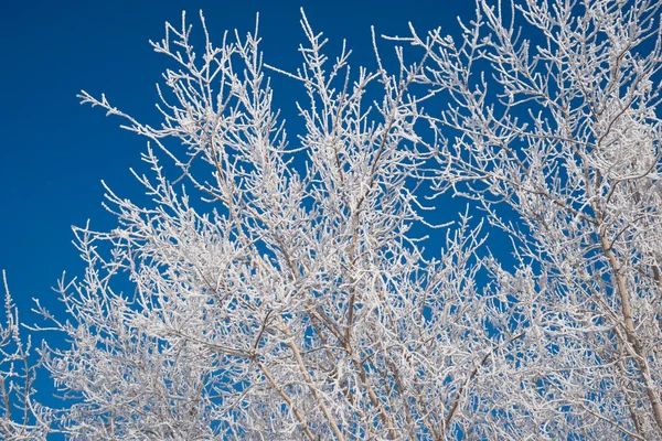 Branches Blanches Arbres Dans Gel Neige Sur Fond Ciel Bleu — Photo