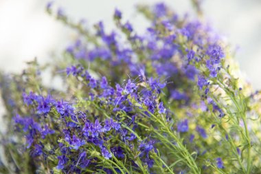 Beyaz arka planda bir buketin içindeki küçük mor çiçekler seçici odak noktası. Yaz çiçekleri kavramı