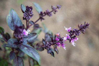 Pembe çiçekli bir fesleğen dalı. Seçici odaklanma. Baharatlı bitkiler konsepti