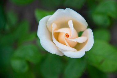 Yeşil yaprakların bulanık arka planında çiçek açan beyaz bir gül tomurcuğu. Tatil için çiçek konsepti