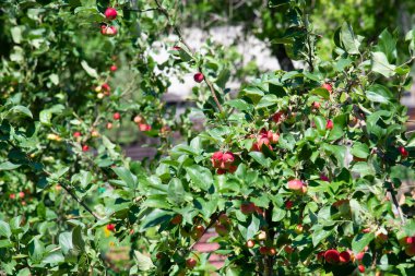 Yeşil yapraklı bir elma ağacında kırmızı elmalar. Doğal yaz geçmişi