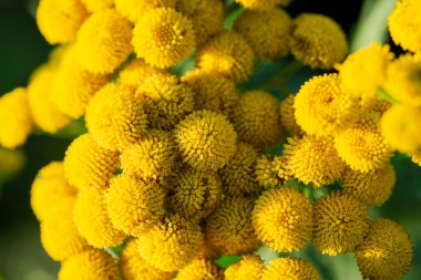 Helichrysum çiçeğinin sarı infloresanları. Şifalı bitkiler kavramı