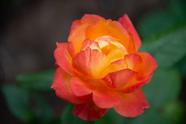 Large Fiery Red Rose Close Concept Beauty — Stock Photo, Image