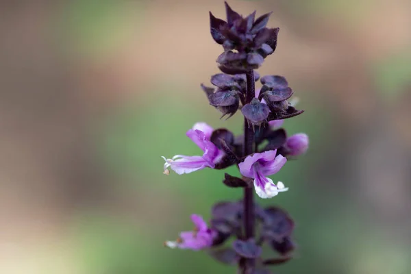 バジルの花茎の紫色の花序がクローズアップされます スパイシーな植物の概念 — ストック写真