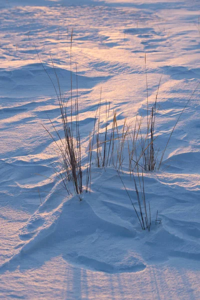 Droog Gras Roze Blauwe Zonsondergang Sneeuw Het Begrip Minimalisme — Stockfoto