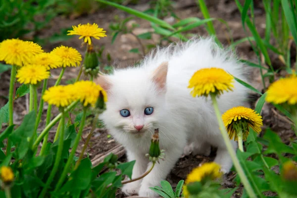 고양이 마리가 민들레의 다닌다 사이의 고양이 동물의 — 스톡 사진