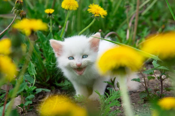 Chaton Blanc Est Perdu Pleure Dans Les Fleurs Jaunes Pissenlit — Photo