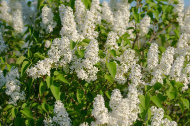 Bahçedeki çalılıkta beyaz leylak çiçekleri. Altın saatte çiçek açan leylaklar. Doğal arkaplan.