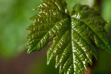 Üzüm bağının bulanık arka planında genç üzüm yaprağı var. Seçici odaklanma. Ekoloji konsepti