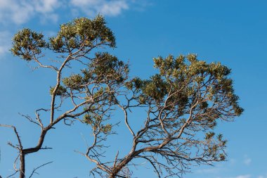 Deniz dikenli ağaçlarının dalları mavi gökyüzüne karşı altın saatinde. Doğal minimalizm