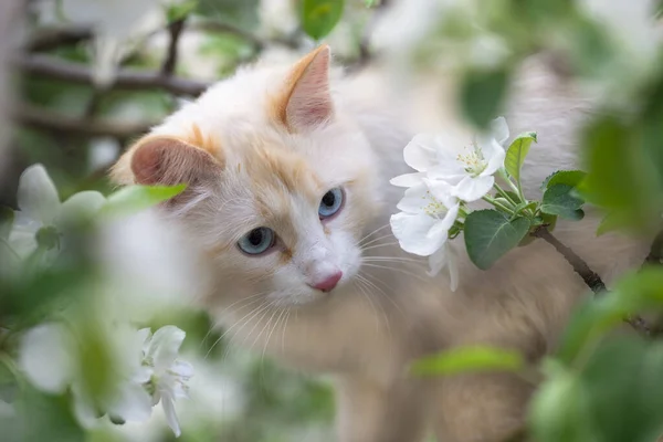 White cat in white apple tree flowers. White cat with blue eyes in a tree close-up. Harmony of animals and plants. The concept of pets