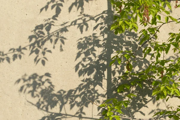 green tree and tree shadow on the wall. The concept of ecology and the disappearance of trees