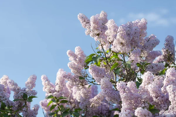 Branches Pink Blooming Lilac Blue Sky Selective Focus Concept Tenderness — Stock Photo, Image