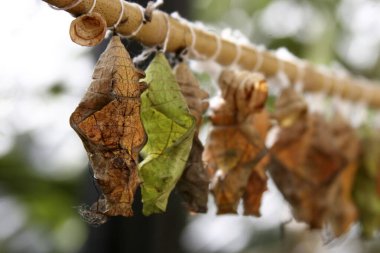 Egzotik kelebeklerin kuklaları, egzotik kelebeklerin dallardaki yapay üremelerine ağırlık verirler. seçici odak