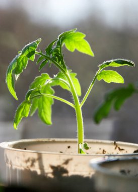 Domates tohumları. Bahar sezonu. Domates filizini güneş tutuşturdu. Seçici odak