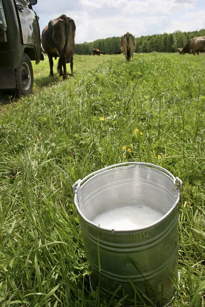 new milk. A bucket of fresh cow milk in the pasture. Hand milking