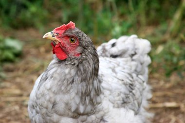 Gri tavuk. Organik tavuk çiftliği. Organik kümes hayvanları. Yukarı bakıyorum. 