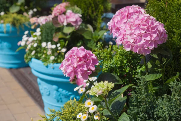 Pink Hydrangea Other Plants Blue Pots Outdoors Street Urban Landscape — Stock Photo, Image