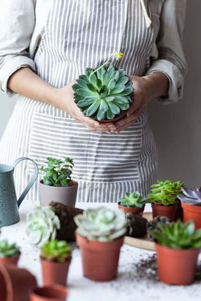 Young beautiful girl in a beige apron is holding a pot with big green echeveria succulent plant. Concept of home gardening, house plants, hobby, leisure. Close up