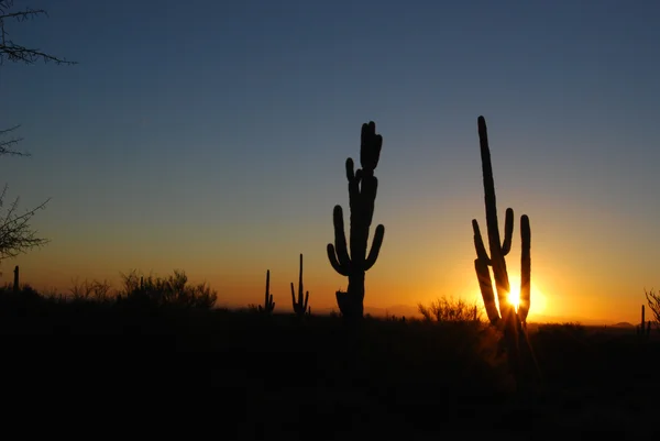 Saguaro Cactus sunset — Stock Photo, Image
