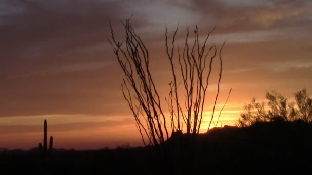 Ocotillo stromů západ slunce v pohoří pověra, Arizona — Stock video