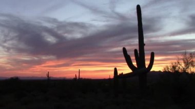 Saguaro kaktüs günbatımı bahar