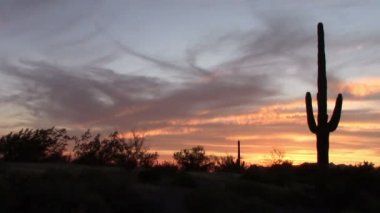 Saguaro kaktüs günbatımı bahar