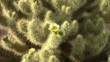 Cholla kaktüs çiçek. Kayıp Hollandalı State Park, Apache Junction, Arizona, batıl inanç Dağları aralığı
