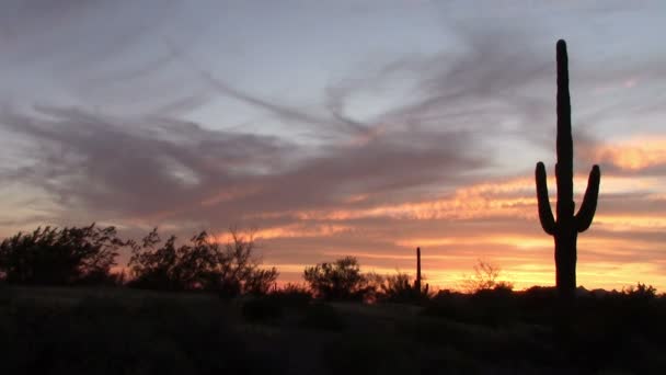 Pôr do sol Saguaro Cactus na primavera — Vídeo de Stock