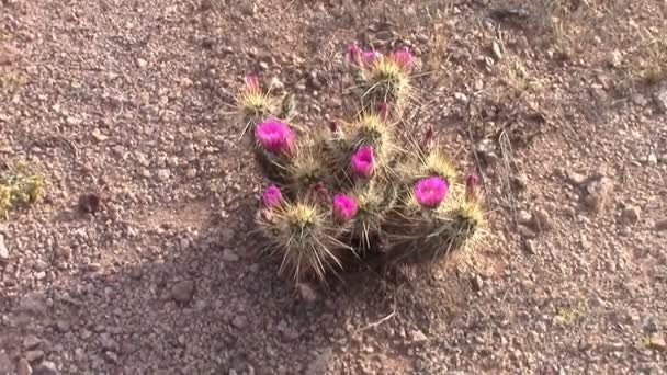 Ježek kaktus květ, ztratil Holanďan stát Park, Apache Junction, Arizona v pohoří pověry — Stock video