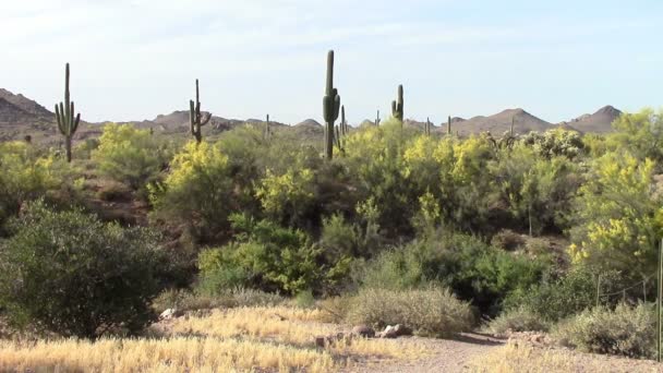 Bijgeloof bergen, Arizona — Stockvideo