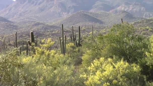 Montañas de superstición, Arizona — Vídeo de stock