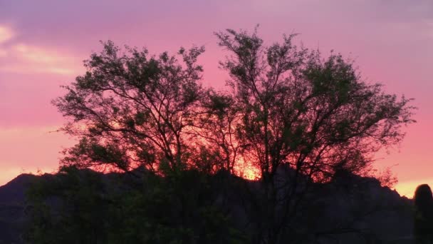 Árbol de Palo Verde silueta por una puesta de sol ardiente en las montañas de la superstición, Arizona — Vídeo de stock
