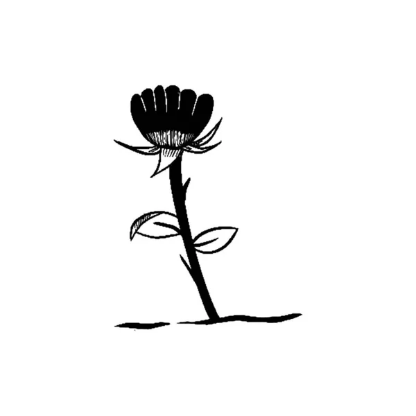 Preto Rosa Doodle Arte Preto Branco Ilustração — Vetor de Stock