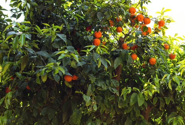 Meyveli mandalina ağacı Ciutadella parkında, Barcelona, Spane.