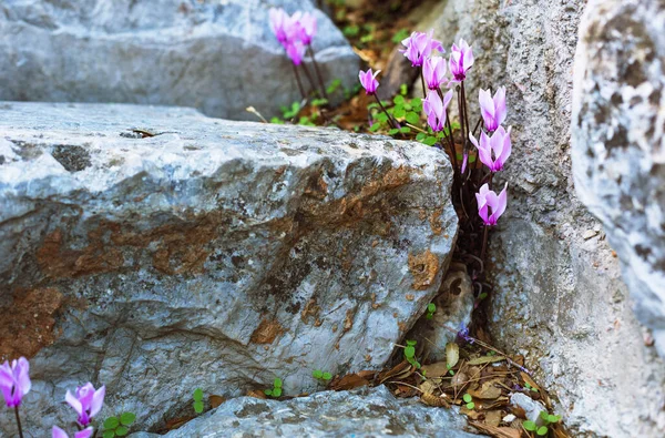 Epidaurus amfitiyatrosundaki taş koltuklar arasında pembe çiçekler. Argolida ili, Moreloponnese, Yunanistan.