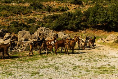 Yunanistan 'da kahverengi keçi sürüsü