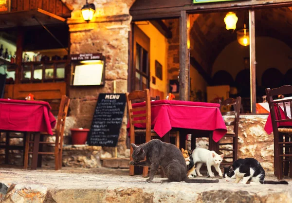 Los Gatos Cerca Café Callejero Ciudad Turística Medieval Monemvasia Peloponeso — Foto de Stock