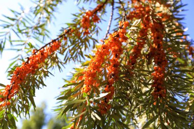 Olgun deniz dikenli meyveler dallarda