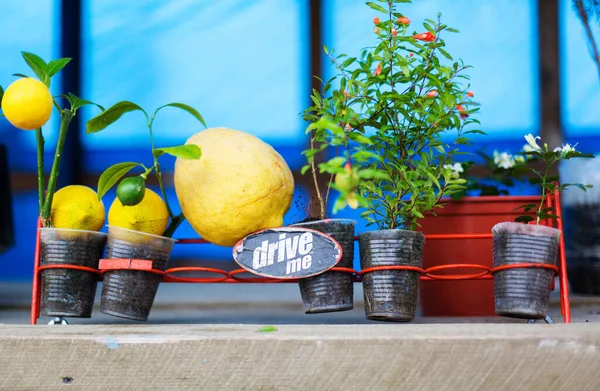 Setzlinge Von Zitrone Und Granatapfel Einem Geschäft Straßenrand — Stockfoto