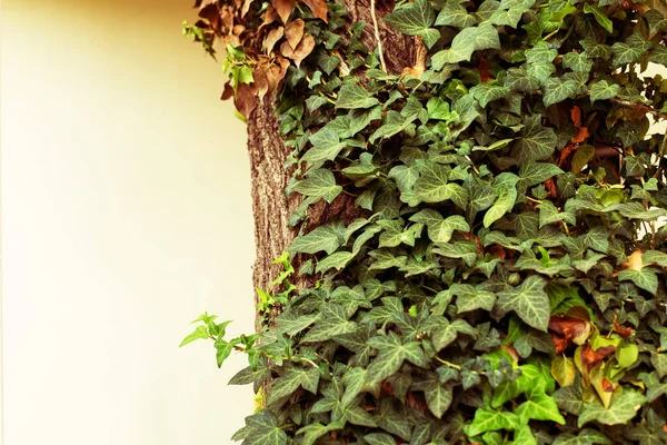 Ivy bir misafir evinde verandada ağaçla kaplıydı. Rusya, Karadeniz, Krasnodar Bölgesi, Anapa.
