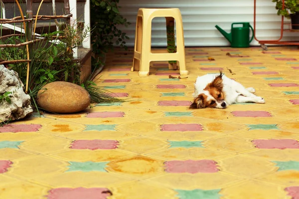 Perro Pequeño Descansando Patio Una Casa Adler Rusia Mar Negro —  Fotos de Stock