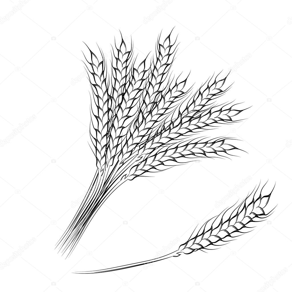 Vector illustration of hand drawing  wheat ears