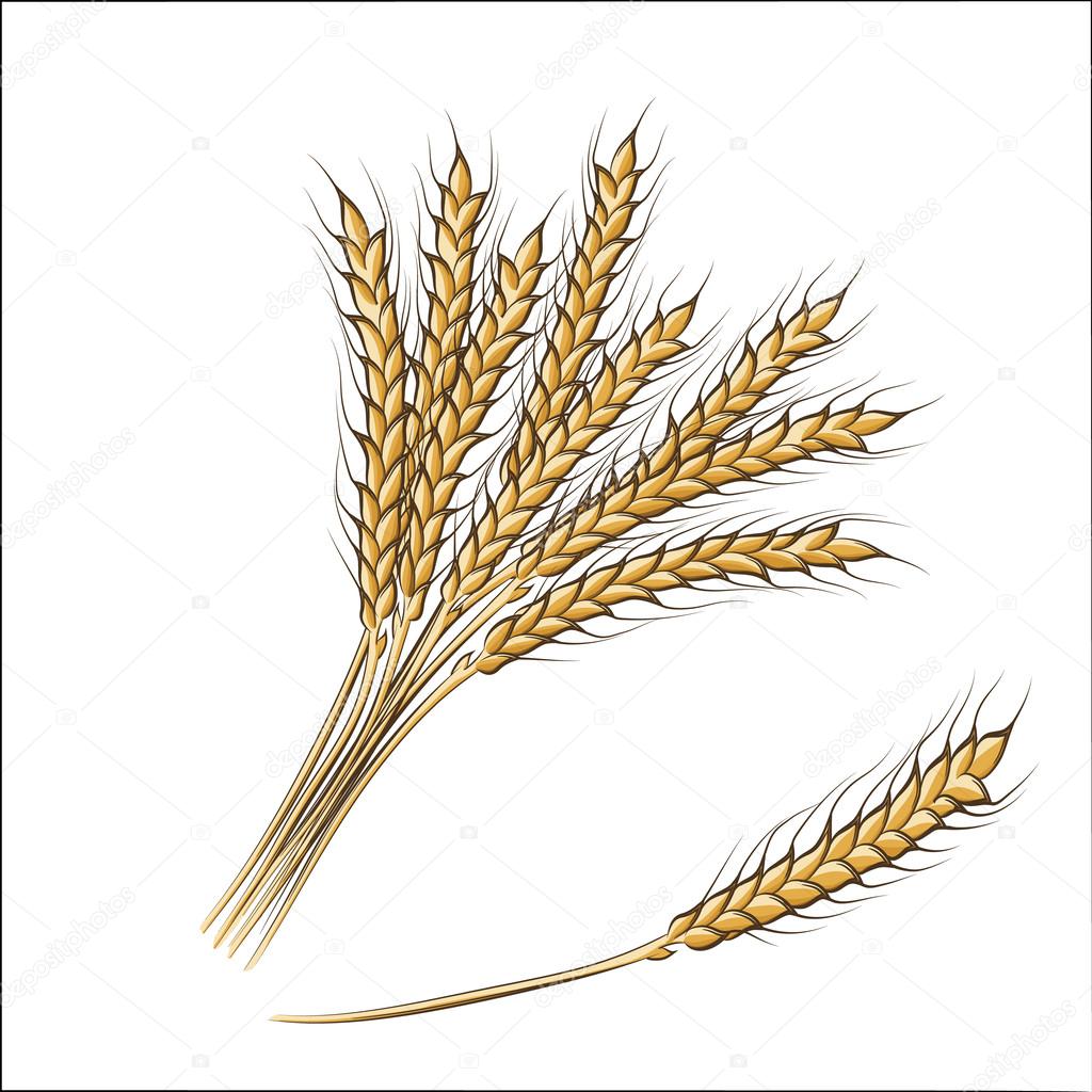 Colored hand drawing  wheat ears
