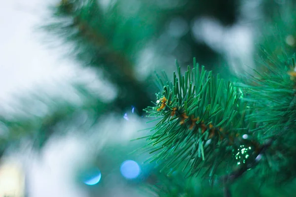 Ramo Verde Uma Árvore Natal Com Agulhas Grandes Primeiro Plano — Fotografia de Stock